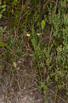 Florida yellow flax